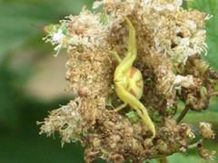 Goldenrod Crab Spider on Meadowsweet